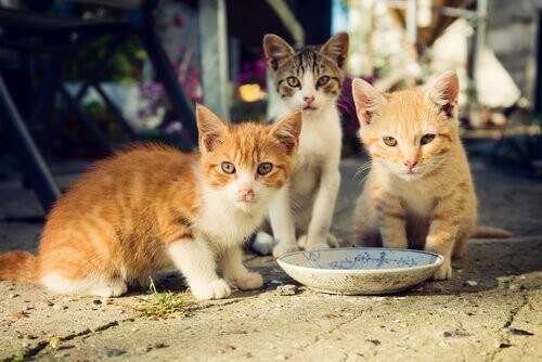 Katte spiser af madskål 