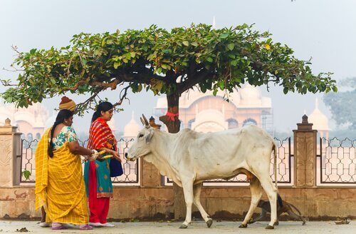 Koen er et helligt dyr i hinduismen. De ser dem som et symbol på liv