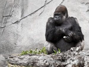 Gorillaen Koko, den talende abe, er død