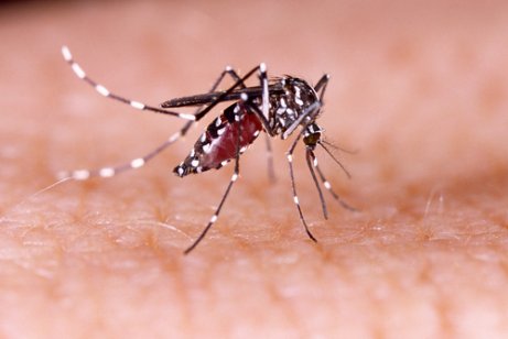 Filariasis hos hunde kan opstå ved mygstik af myg, som bærer parasitten