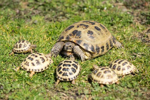 russiske skildpadder på græs