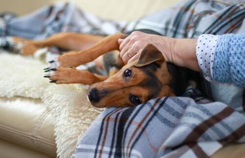 Syg hund får opmærksomhed af sin ejer 