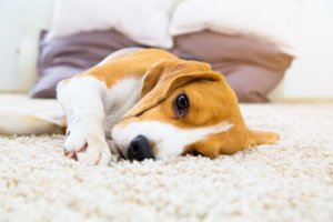 Hund på tæppe