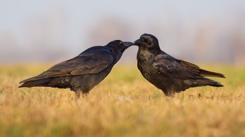 to krager, der kysser