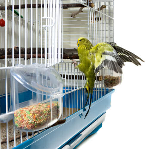 Fugl flyver hen til mad i bur