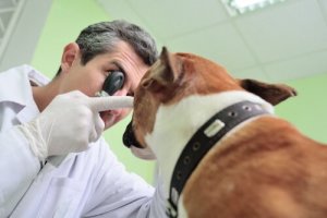 Genkend problemer med hundens syn