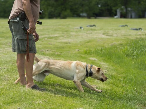 Labrador af ​​de mest almindelige hunde at have som kæledyr og er også meget velgenet til Canicross