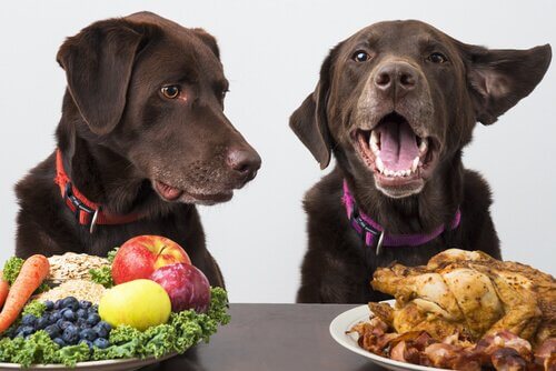 Veganske hunde: Kan en hund være veganer?