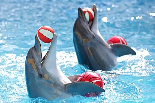 delfiner i leg med bolde