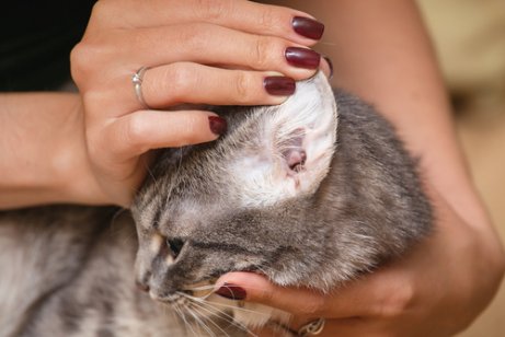 Olivenolie til katte kan bruges til at rense dens ører