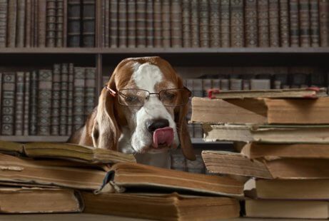 hund, der læser bøger