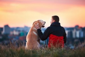 Loyale hunde nyder tid med deres ejere