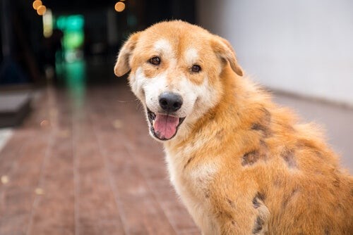 Hårsækmider hos hunde kan forårsage hudlæsioner 