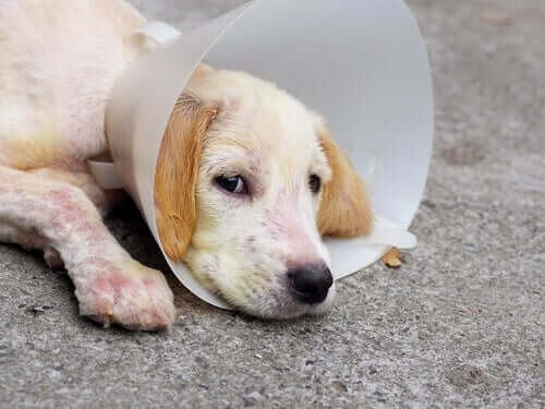Hårsækmider hos hunde: Sådan behandler du det