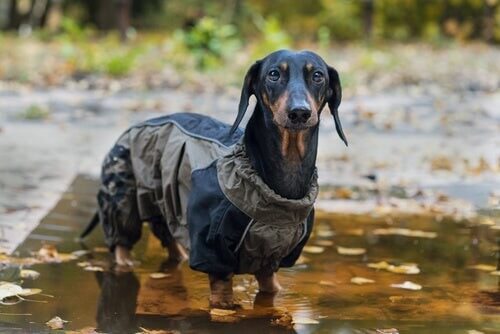 Man kan bruge tøj til at beskytte en hund mod kulde