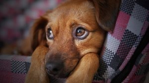 Trist hvalp lider af influenza hos hunde