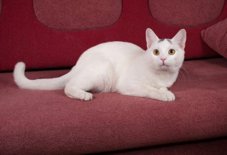 hvid kat i sofa