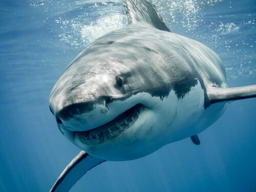 Hajer er frygtet af mange mennesker, men det skyldes i høj grad fremstillingen af disse dyr på film og tv