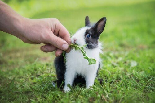 Kanin spiser mælkebøtteblad 
