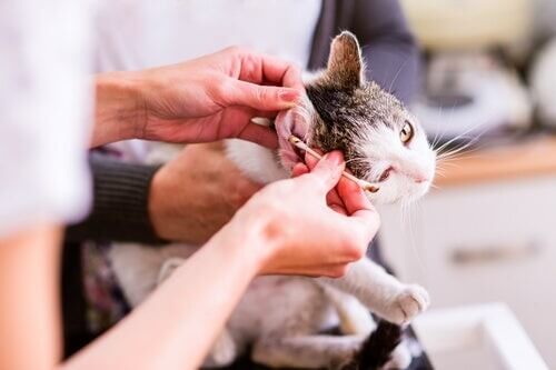 forkorte En eller anden måde Udholde Øremider hos katte: Symptomer og behandling - My Animals