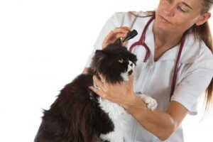 Øremider hos katte: Symptomer og behandling