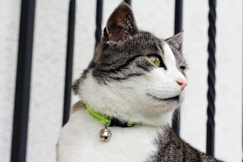 Du kan købe et loppehalsbånd til at beskytte kat mod lopper