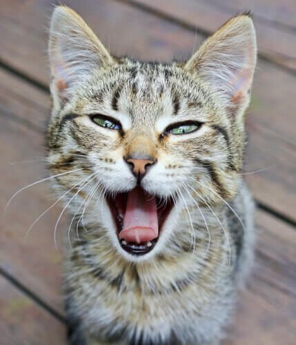 Det er ikke ualmindeligt, at en kat mister stemmen midlertidigt
