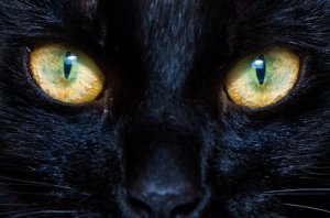 Hundes og kattes pupiller: Sådan fungerer de