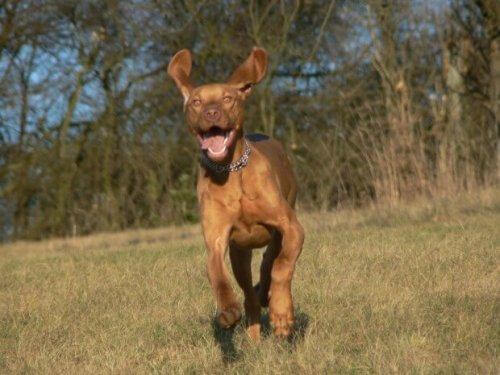 De hurtigste hunde i verden