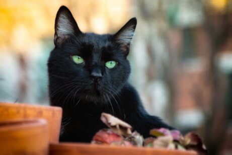 Der er mange myter om sorte katte