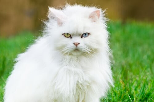 Den tyrkiske Angora-kat er blandt katteracer med forskellig farvede øjne