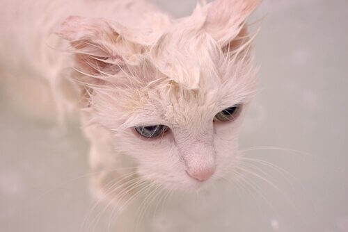 Pleje af en Tyrkisk Angoras pels involverer at vaske katten med en specialshampoo i ny og næ