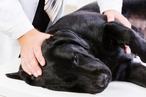 sort hund tilses af en dyrlæge