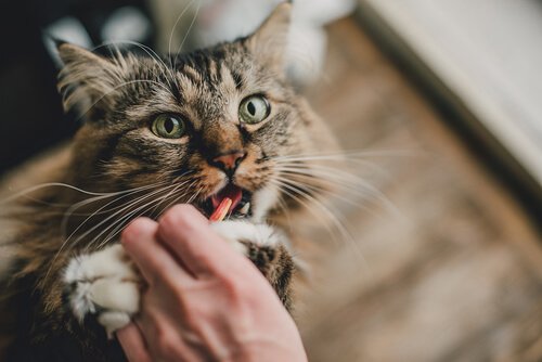 Kat slikker på ejers hånd