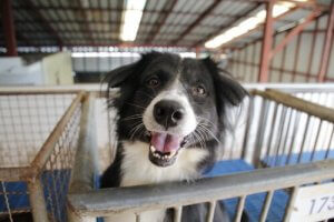 Adoption af en efterladt hund: Ting, du bør overveje