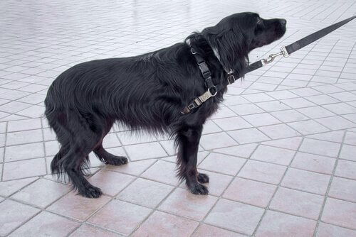 En hund kan kommunikere med halen ved at tage den mellem benene