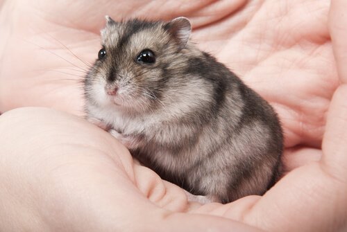 et hamster er eksempel på kæledyr, der ikke giver allergier