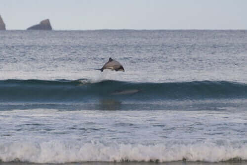en delfin springer i en bølge