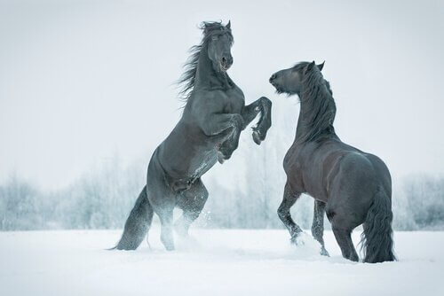 Frossen forhistorisk hest fundet i Sibirien