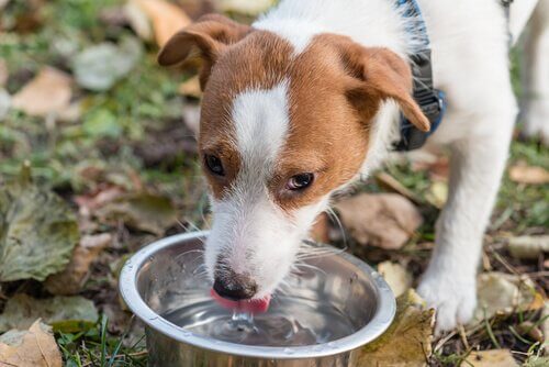 Få svar på, om kæledyr kan drikke al slags vand
