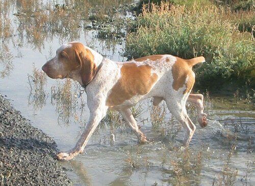 Hund går igennem vand