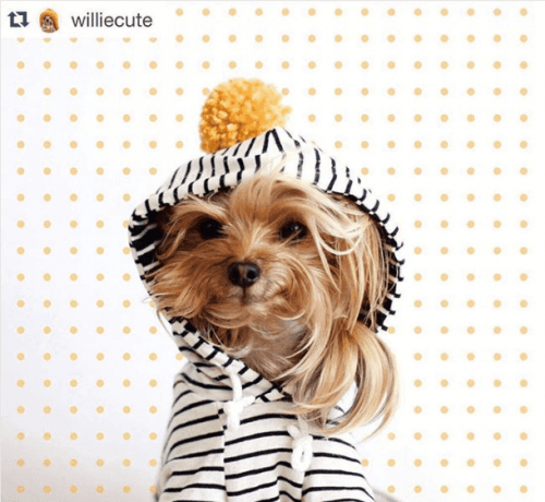Willie Cute er et eksempel på hunde på instagram
