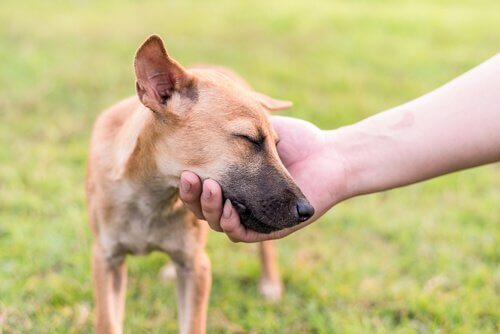 Hund hviler hoved i ejers hånd som en del af beroligende signaler til at træne hunde