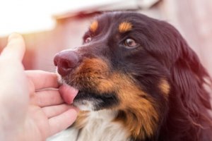 Hvad er symptomerne og adfærden for hunde i brunst?