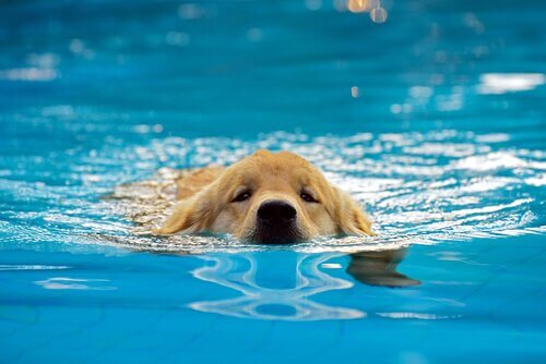 Hund svømmer i pool