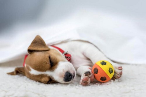 Hund, der sover med en bold