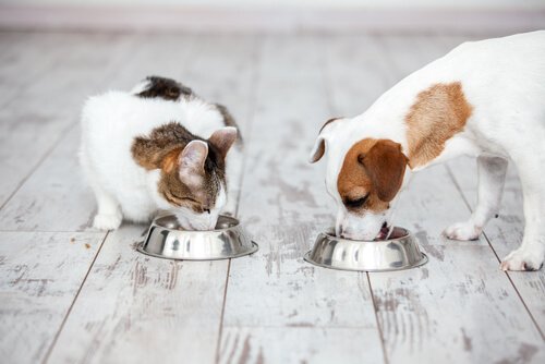 hund og kat spiser ved siden af hinanden