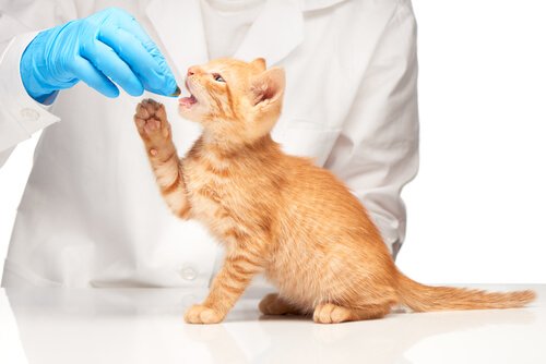 Dyrlæge er ved at give en kat piller