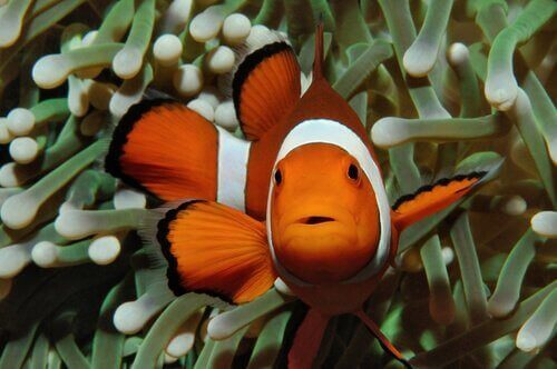 Hvorfor er klovnfisken orange?