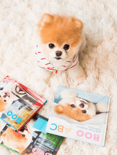 Lille hund med magasiner
